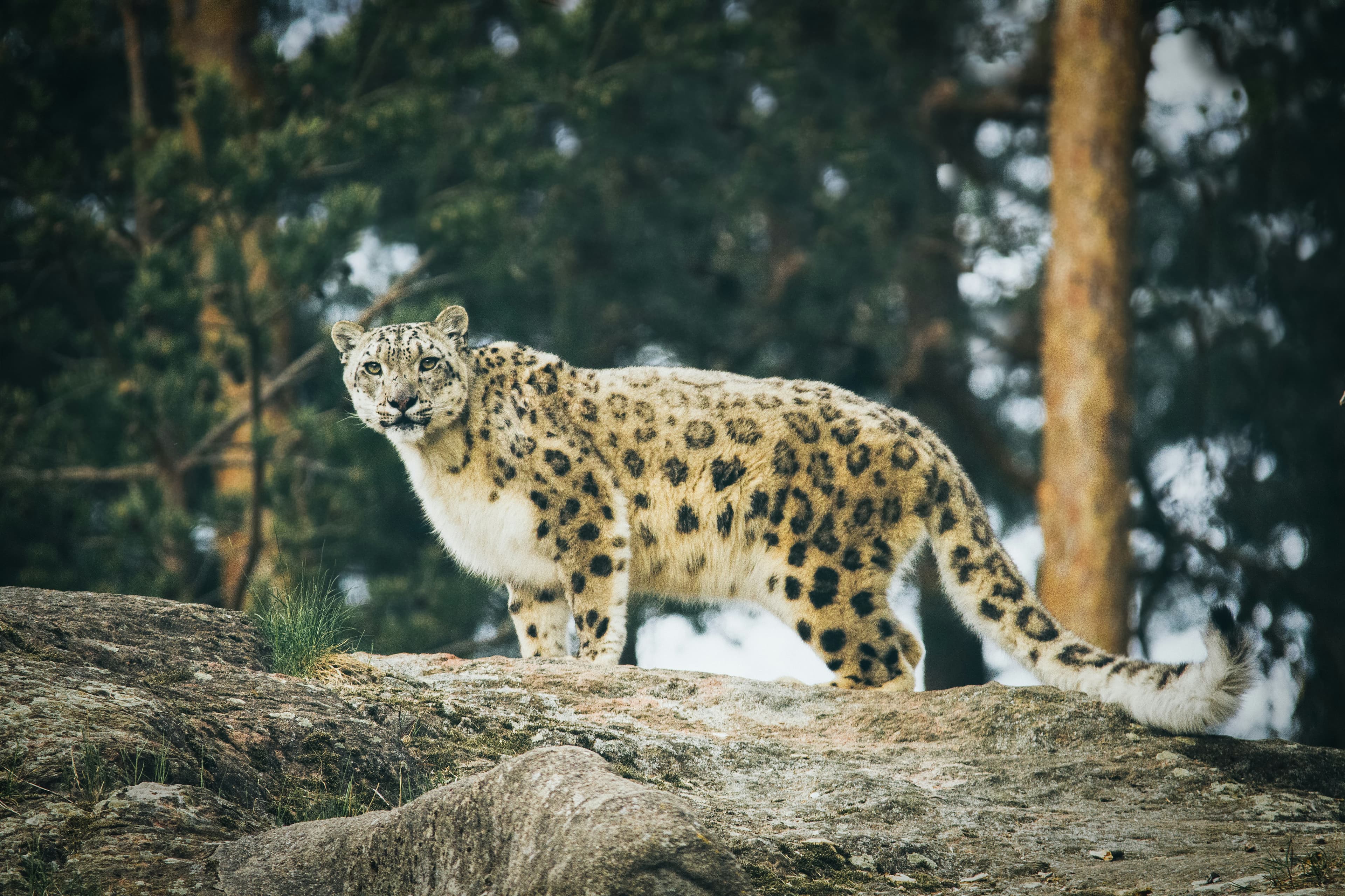Snow leopard curled up resting in rocks