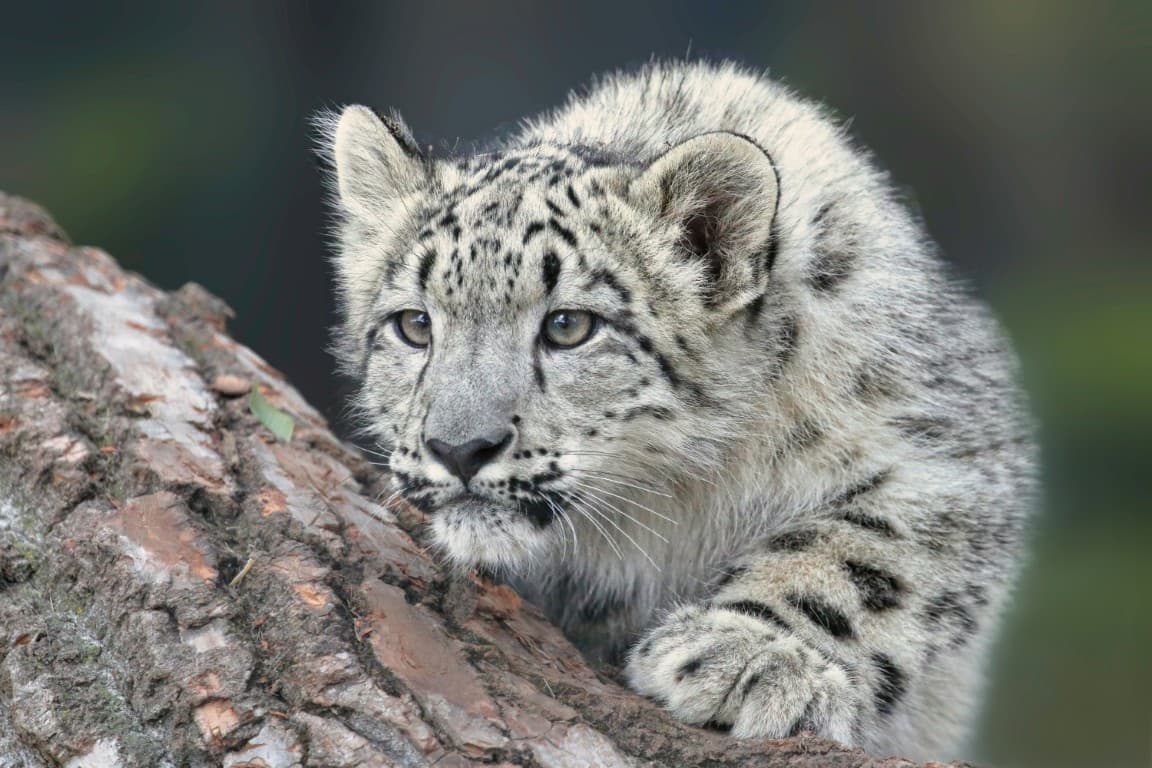Snowy mountain peaks, the natural habitat of the snow leopard